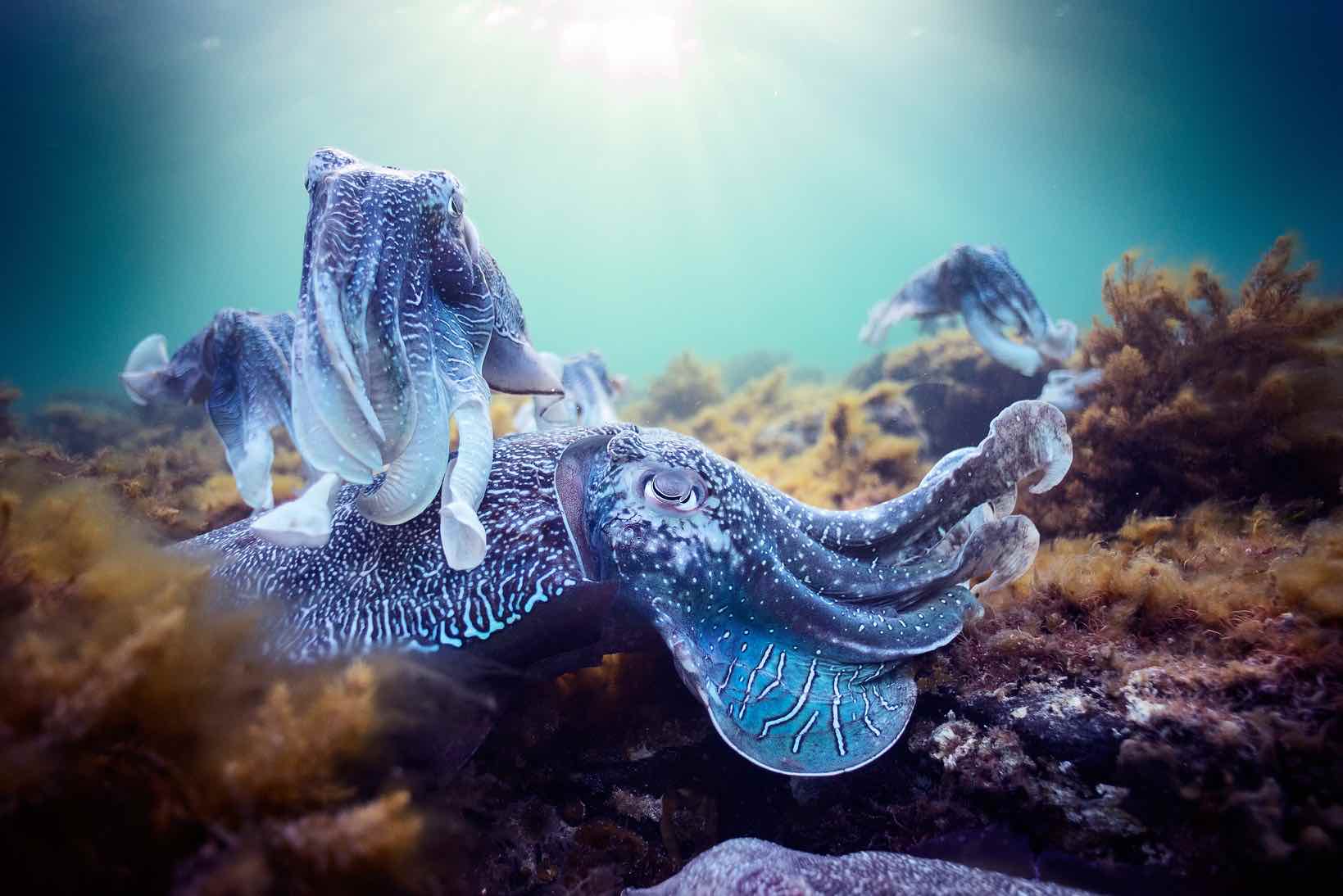 BBC Earth: το κανάλι των κορυφαίων ντοκιμαντέρ στην COSMOTE TV