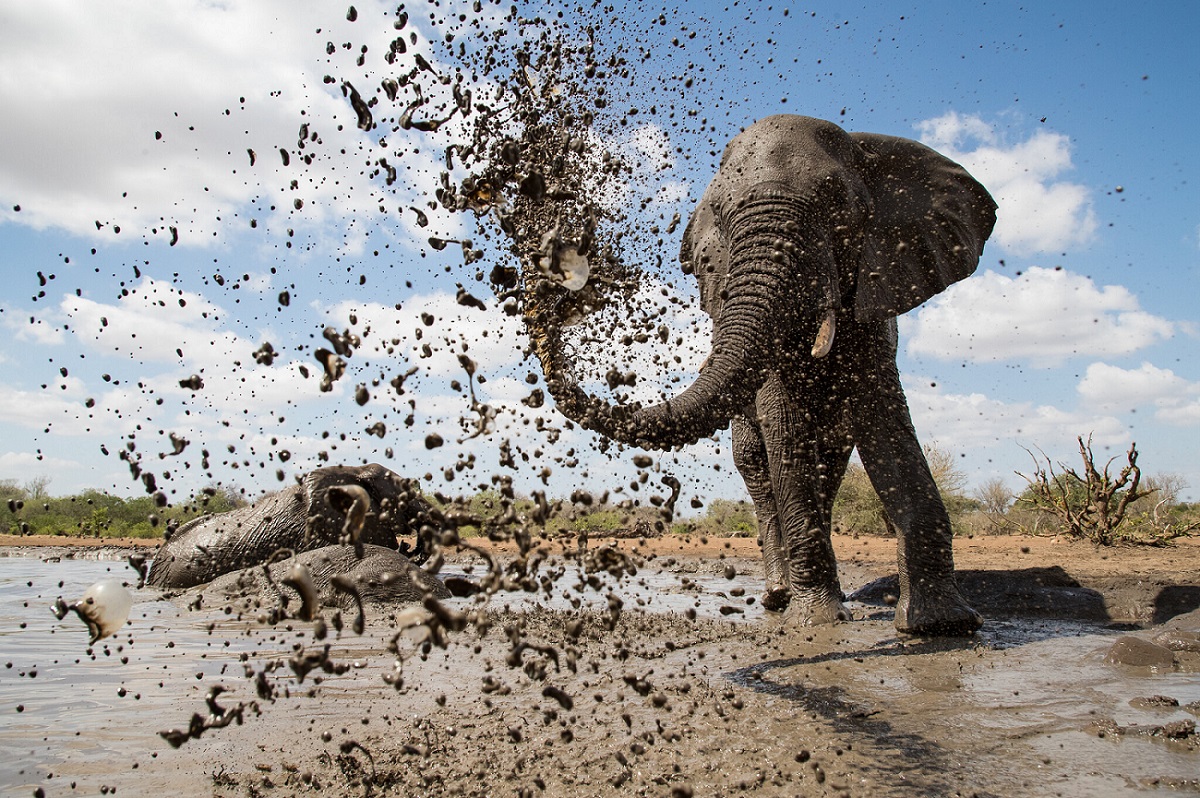 “Waterhole: Africa’s Animal Oasis” –  Ντοκιμαντέρ σε ά τηλεοπτική μετάδοση στον ΣΚΑΪ