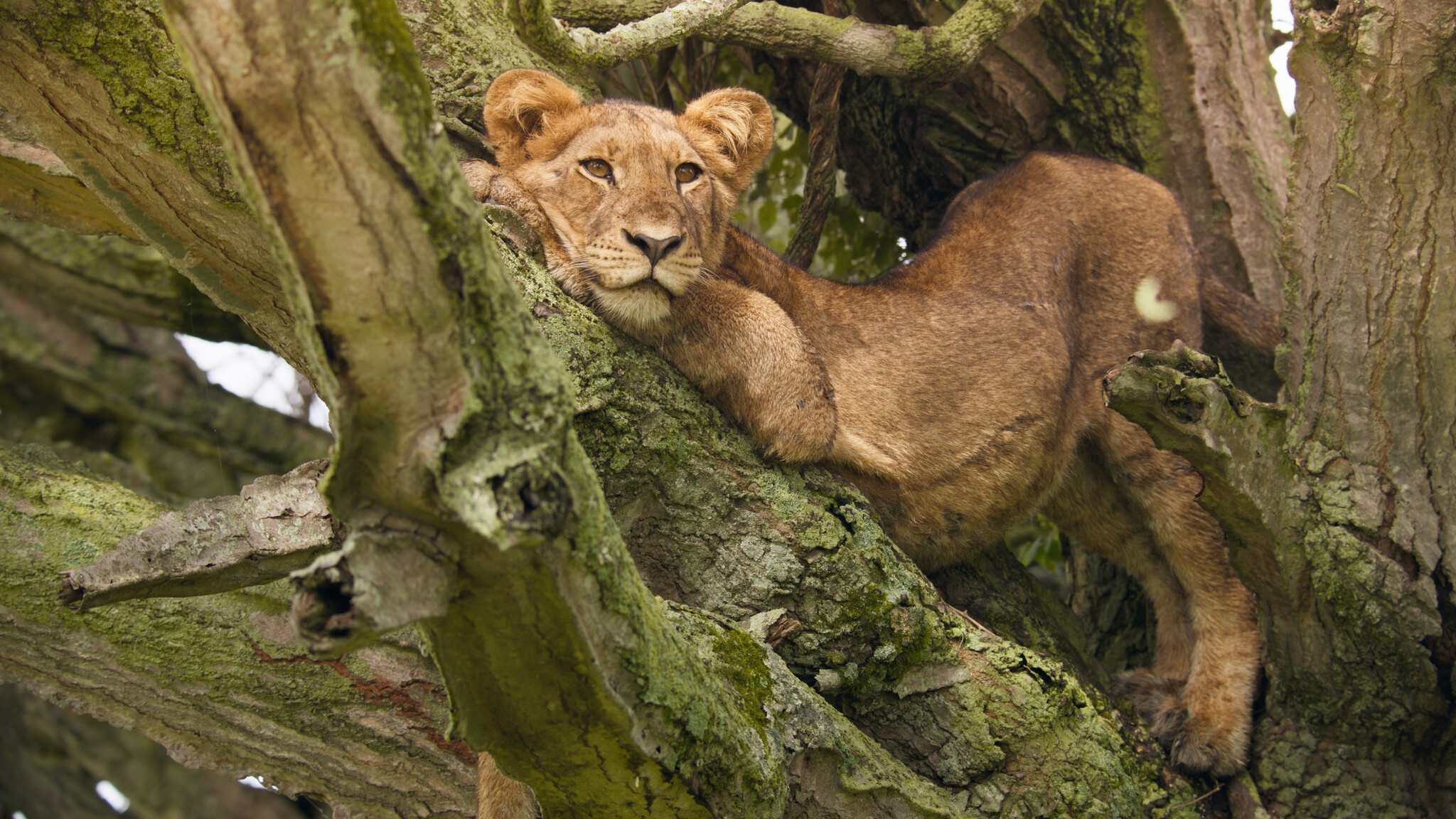 “Mammals”: Σειρά ντοκιμαντέρ του BBC σε α’ τηλεοπτική μετάδοση   στον ΣΚΑΪ